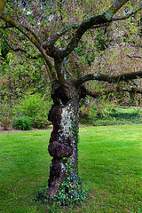 Totem de Visage Echevelé