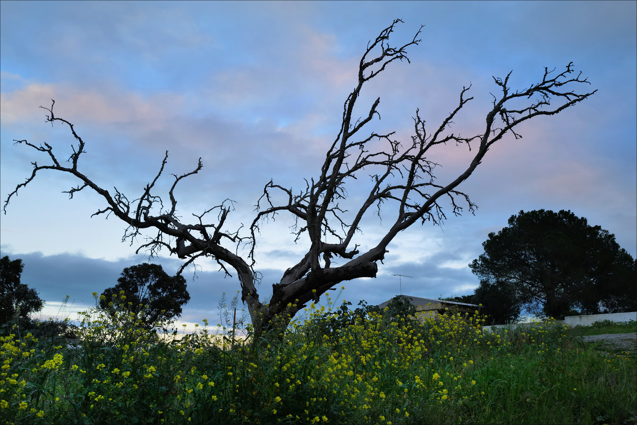 Penedos, Flower tribute to a dead tree