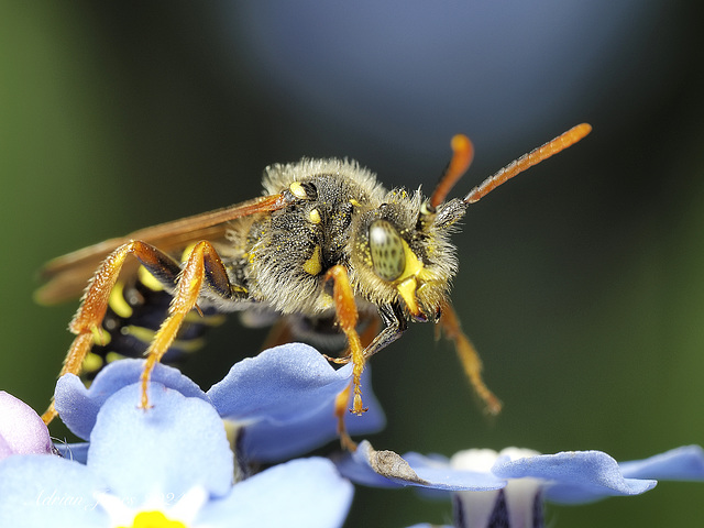 Nomada bee