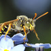 Nomada bee