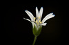 Die sternenartigen Blüten der Sternmiere (Stellaria) :))  The star-like flowers of the Stitchwort (Stellaria) :))  Les fleurs étoilées de la Stitchwort (Stellaria) :))