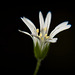 Die sternenartigen Blüten der Sternmiere (Stellaria) :))  The star-like flowers of the Stitchwort (Stellaria) :))  Les fleurs étoilées de la Stitchwort (Stellaria) :))