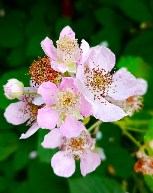 Bramble/Blackberry blossom.