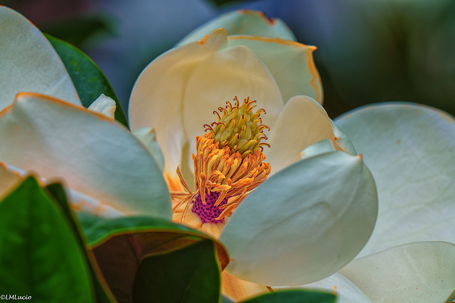 Immergrüne Magnolie (Magnolia grandiflora) PiP