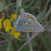 5T2A4188 Chalkhill Blue