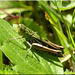 Heidegrashüpfer (Stenobothrus lineatus) Stripe-winged grasshopper