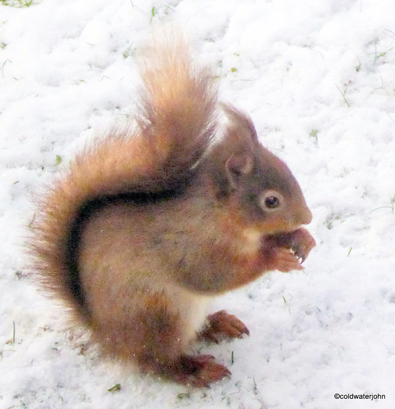 Red Squirrel on a cold morning