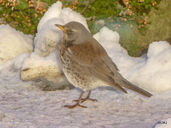 Fieldfare