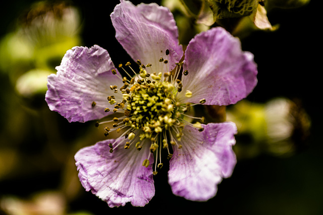 Rubus ulmifolius, flor de la zarza