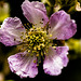 Rubus ulmifolius, flor de la zarza