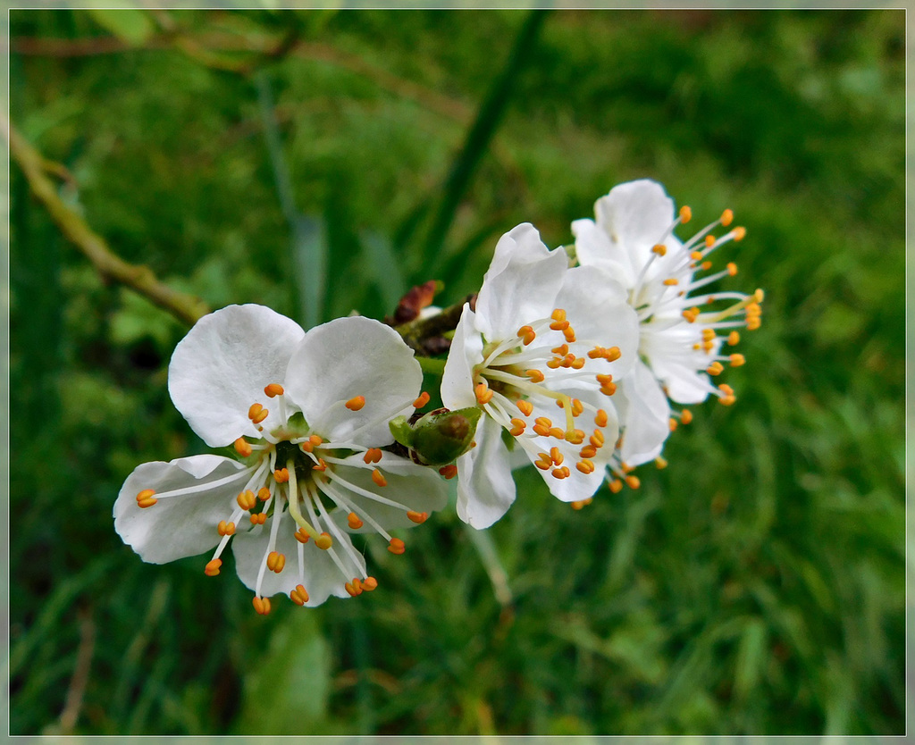 Au jardin : le printemps est revenu ................