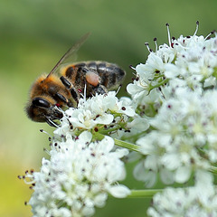 EOS 6D Peter Harriman 13 54 14 29099 bee dpp