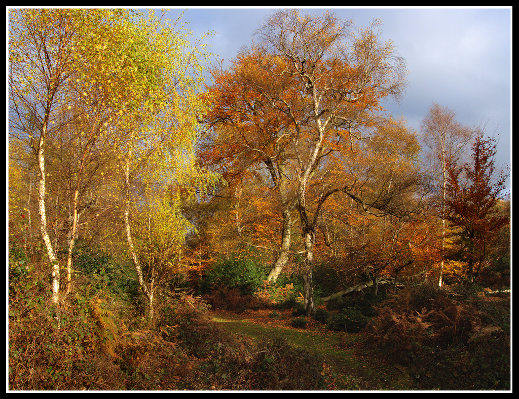 Burnham Beeches by Gainsborough