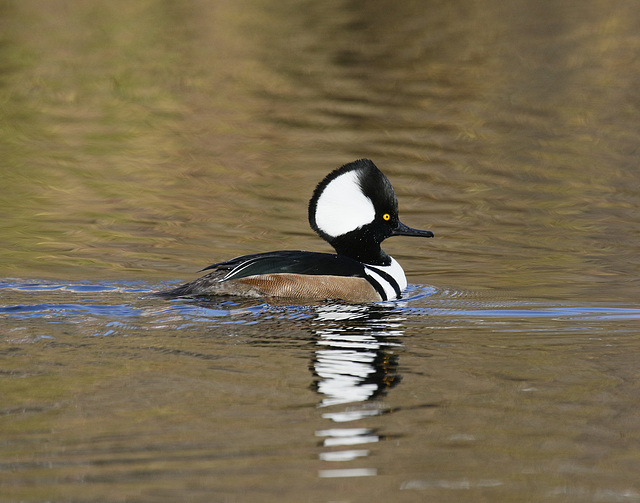 harle couronné / hooded merganser