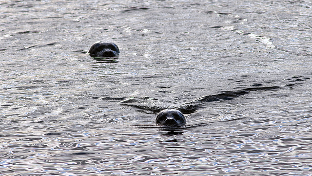 Grey Seals