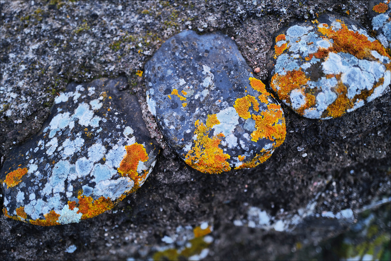 Lichens on pebbles on a wall, Penedos