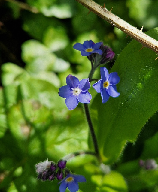 Forget-me-not - Myosotis sp.