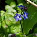 Forget-me-not - Myosotis sp.