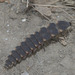 5T2A4208 Glow worm larva-1