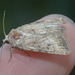 5T2A0915 Mothv2
