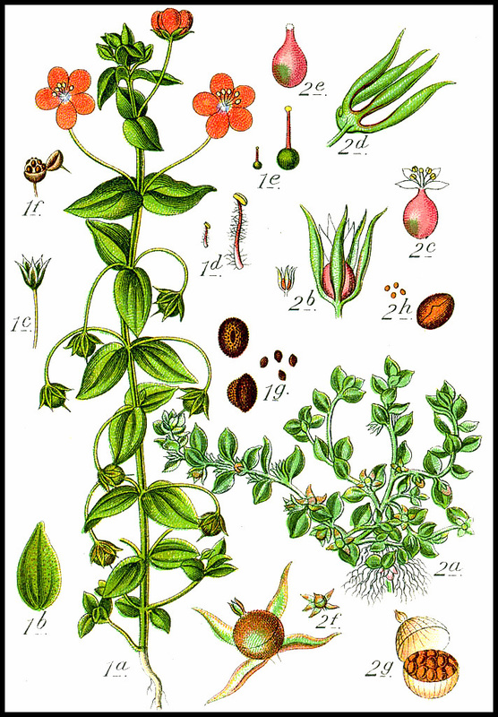 Anagallis arvensis
