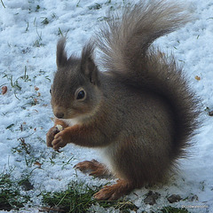 Red Squirrel on a cold morning