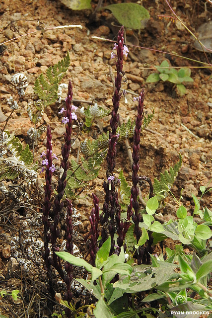 20191213-0997 Striga gesnerioides (Willd.) Vatke