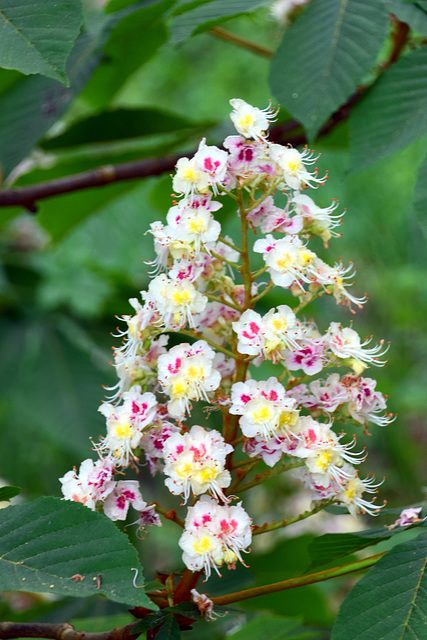 Kastanienblüte