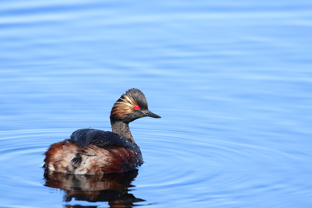 grebe à cou noir grebe à cou noir