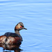 grebe à cou noir