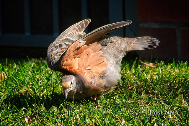 Common Bronzewing Pigeon