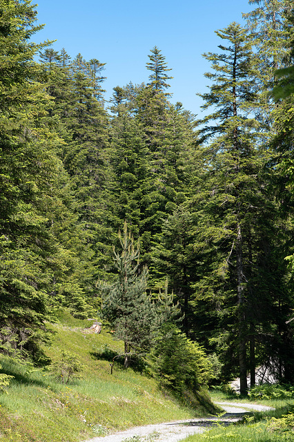 Wald-Wander-Weg im grossen Wald auf den Gesteinsmassen des Flimser Bergsturzes