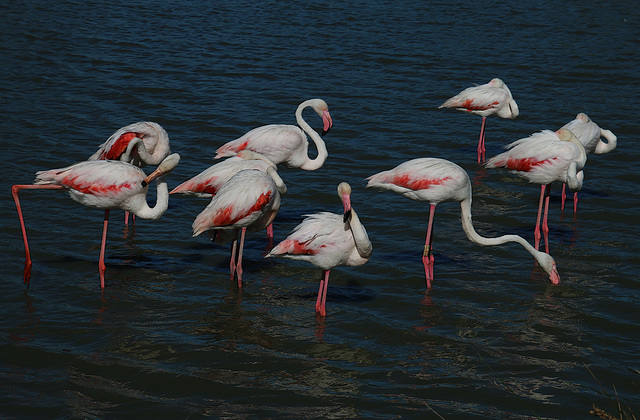 Les coups de soleil sur les ailes sont le résultat de cet astre brûlant en Camargue cet été .. Les coups de soleil sur les ailes sont le résultat de cet astre brûlant en Camargue cet été ..