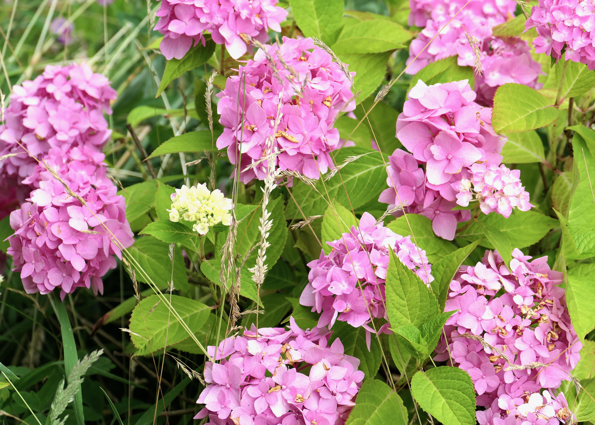 Hortensie