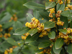 Alloro (o lauro)