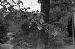Dogwood Dogwood