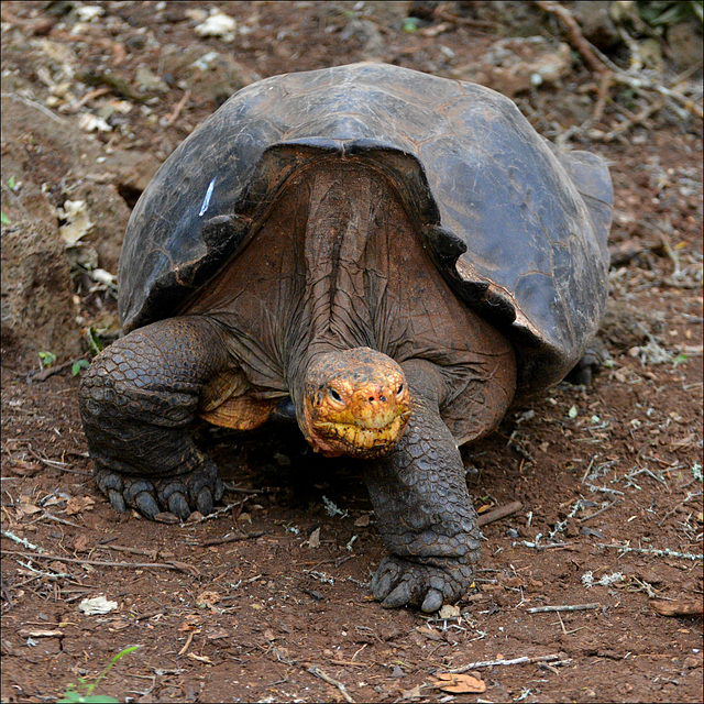 Giant Tortoise.