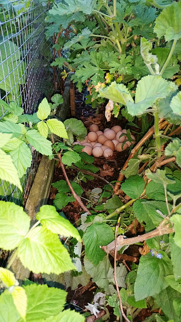 guinea fowl nest