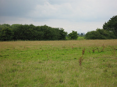 Rugeley Power station peeps through the trees