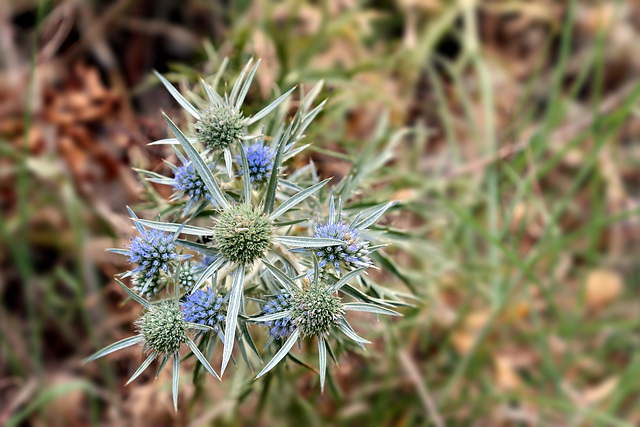 Nationalpark Paklenica - Eryngium (Mannstreu)