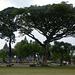 Indonesia, Java, In the Park near the Temple Compound of Prambanan