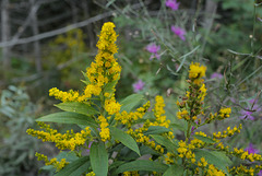 Solidago canadensis, Canada L1010173