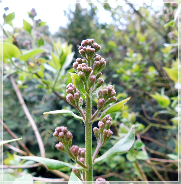 Au jardin : le printemps est revenu ................