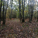 Automne dans le bois Automne dans le bois