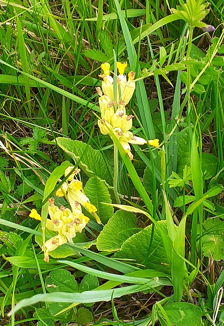 29 - Primevère officinale ou Coucou