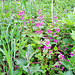 Gefleckte Taubnessel (Lamium maculatum)