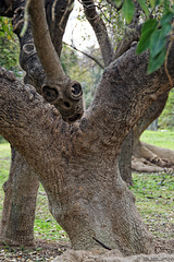 Jardin del Turia - ob dieser Baum Rudyard Kipling al Vorlage für die Schlange Kaa diente? (© Buelipix)