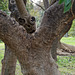 Jardin del Turia - ob dieser Baum Rudyard Kipling al Vorlage für die Schlange Kaa diente? (© Buelipix)