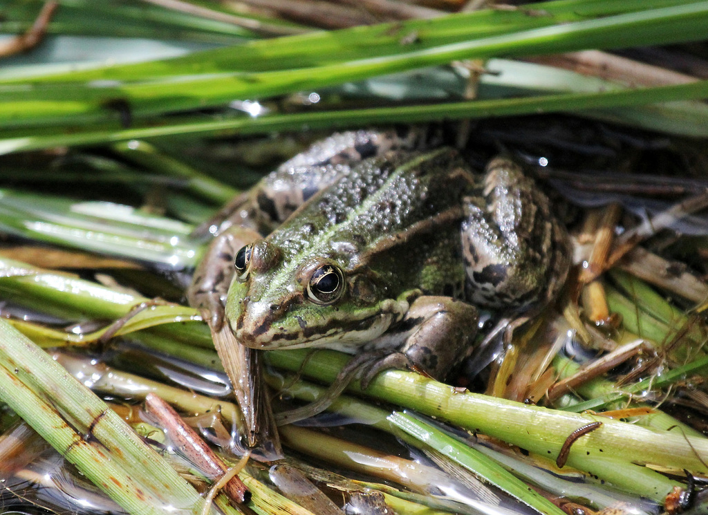 Wasserfrosch