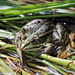 Wasserfrosch